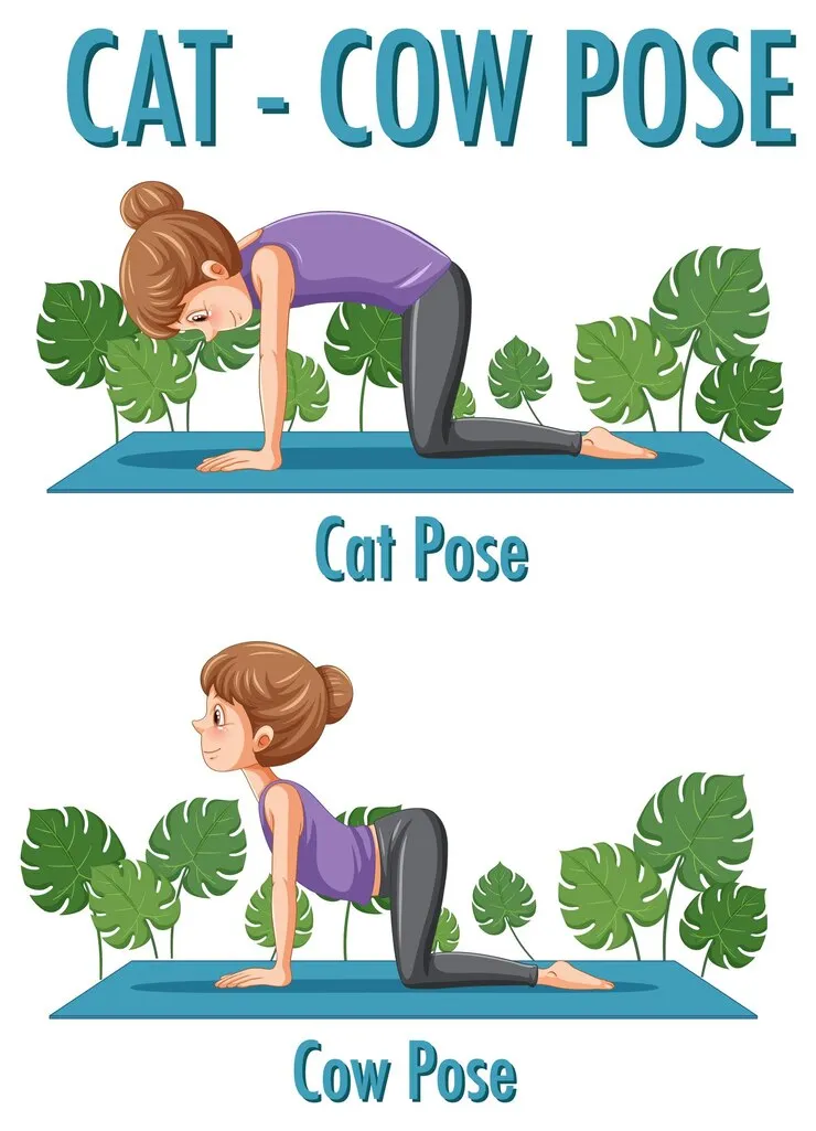 Cat-Cow Stretch